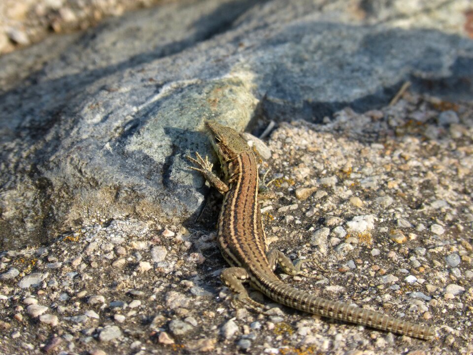 Sargantana reptile podarcis hispanica
