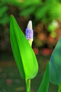 Plant leaf summer