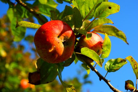 Ripe close up fruit photo