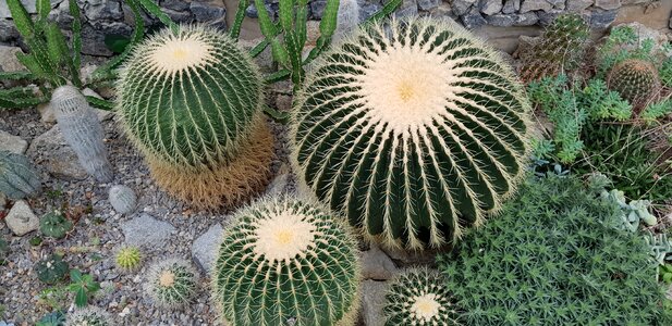 Cactus sukulent thorns photo