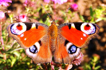 Animals color beautiful