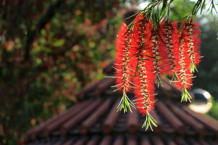 Outdoor season flower