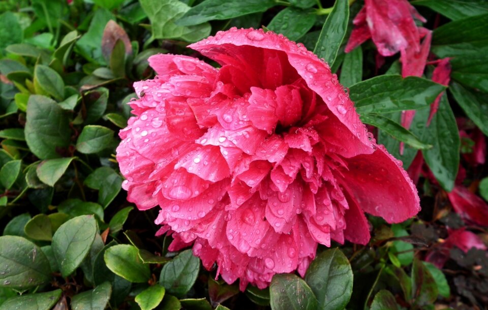 Peony nature leaf