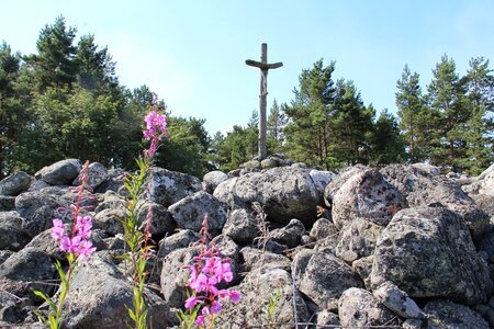 Flower landscape the stones