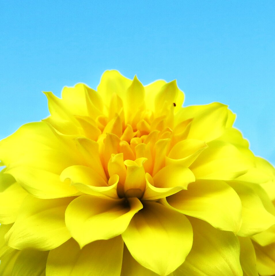 Plant flower's dahlias