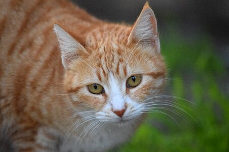 Nature stray portrait