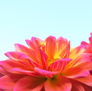 Light plant petal