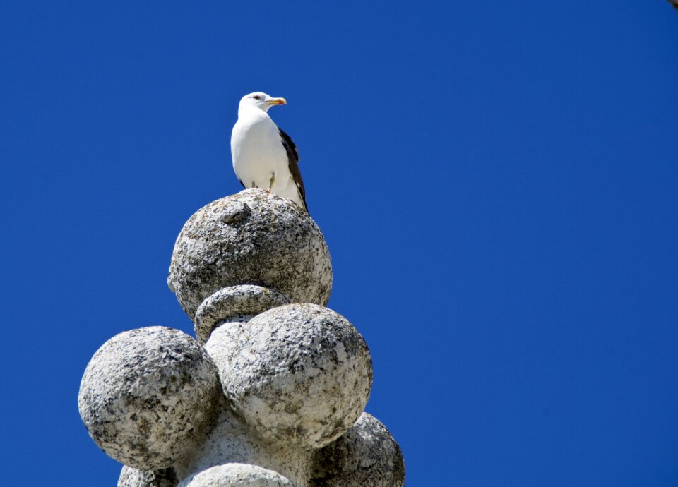 Birds wild life stone