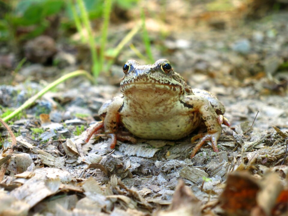 Frog amphibians animals