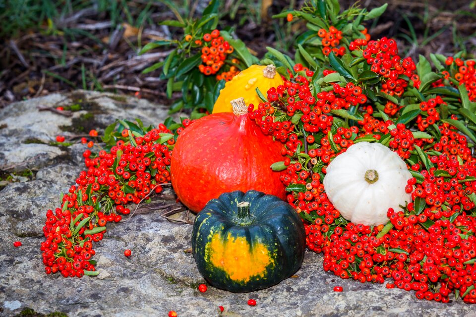 Berries autumn fruits still life