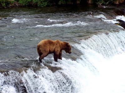 Outdoors nature bear