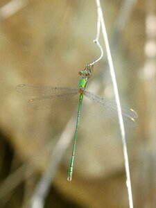 Green dragonfly branch chalcolestes viridis photo