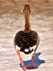 Bird water bird nature