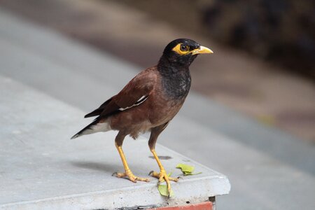 Acridotheres tristis sitting chordata photo