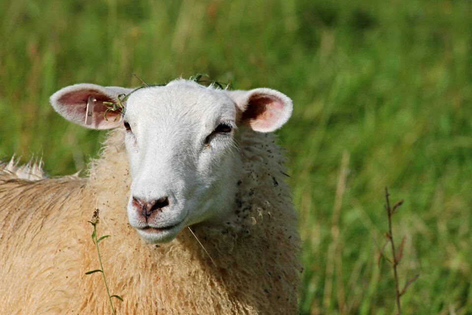 Sheep face wool animal