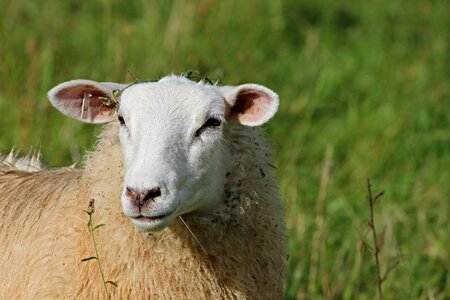 Sheep face wool animal photo