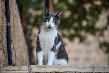 Stray nature portrait