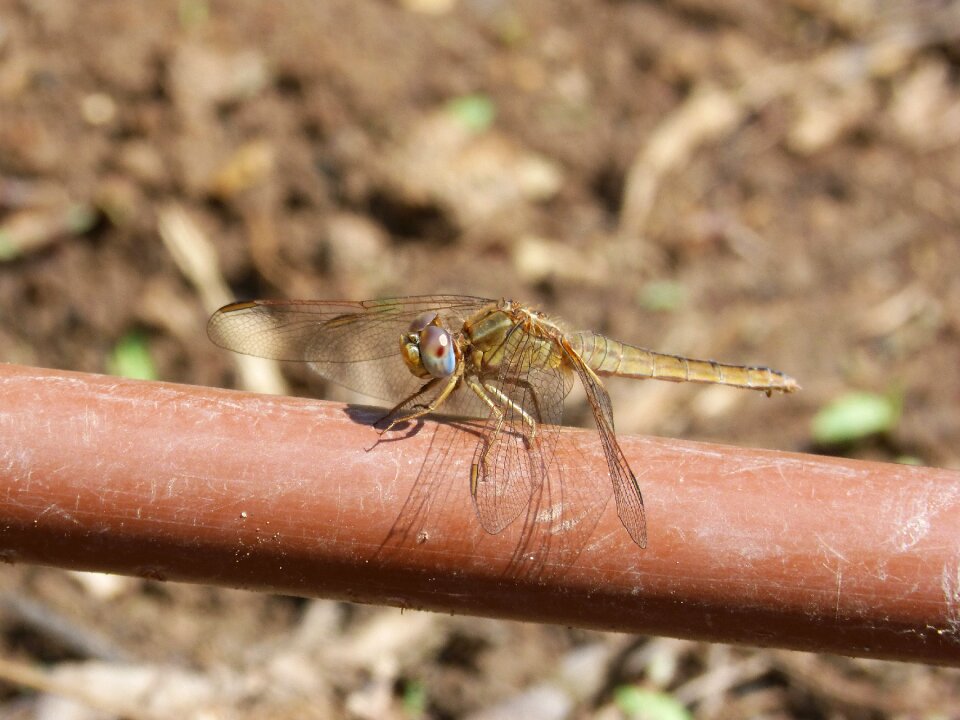 Yellow dragonfly orthetrum chrysostigma parot of xarreteres