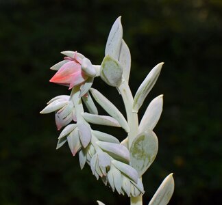 Blossom bloom nature