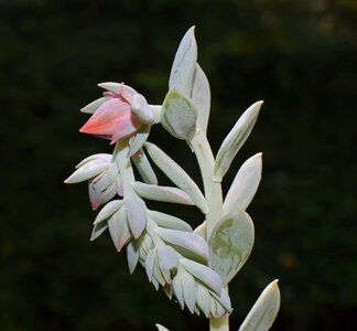 Blossom bloom nature