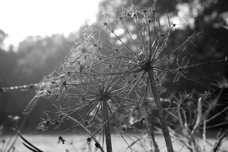 Venlo dried flowers weaving