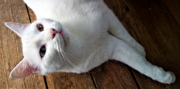 Cat face feline white