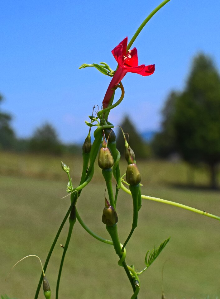 Blossom bloom plant