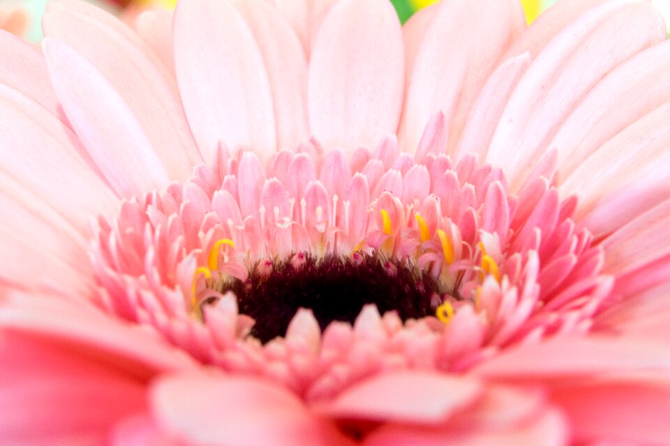 Flowers binder blossom bloom