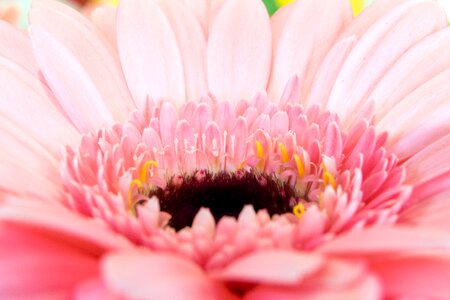 Flowers binder blossom bloom