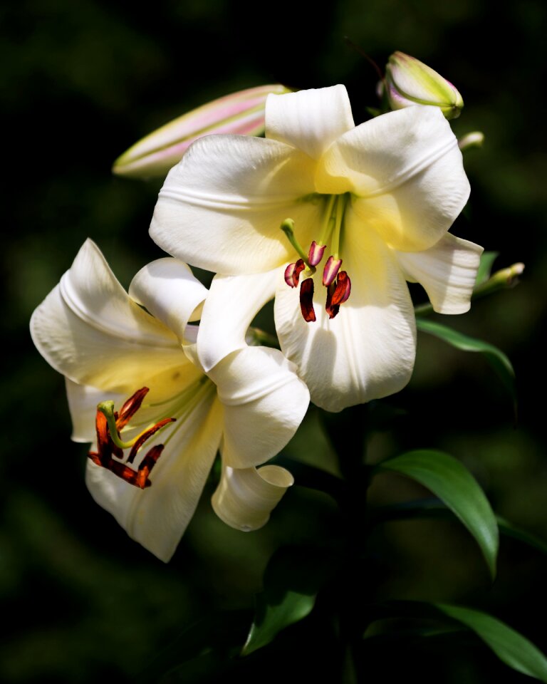 Easter floral bloom