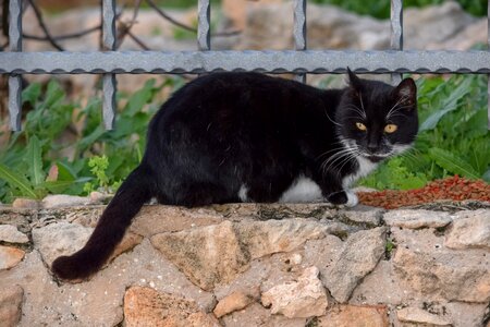 Cute cat stray photo