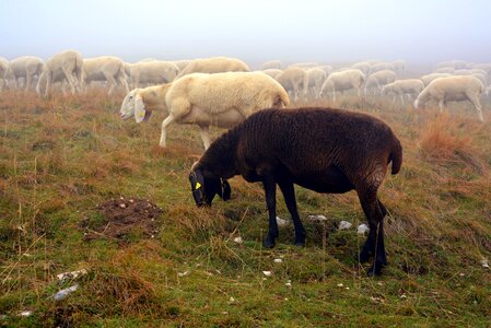 Black flock black sheep photo
