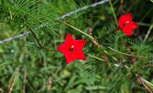 Blossom bloom plant