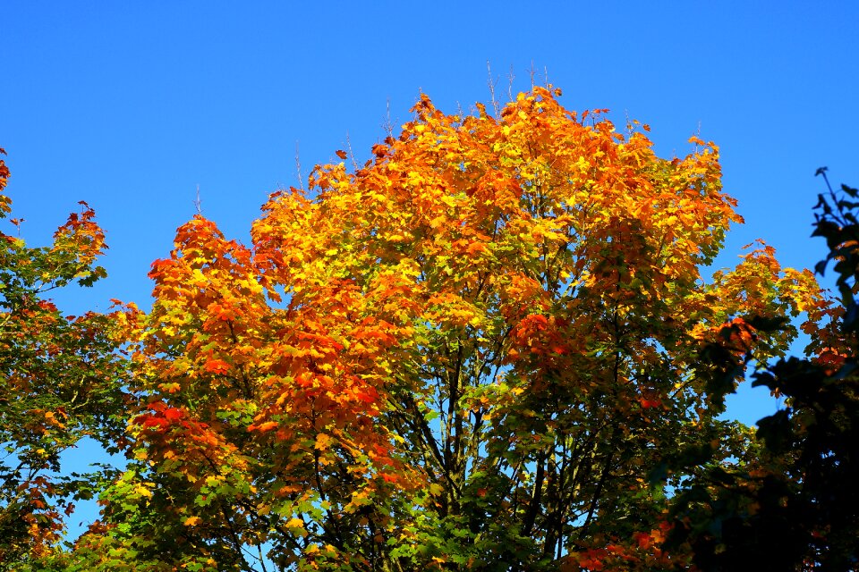 Autumn discoloration branches