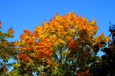 Autumn discoloration branches photo