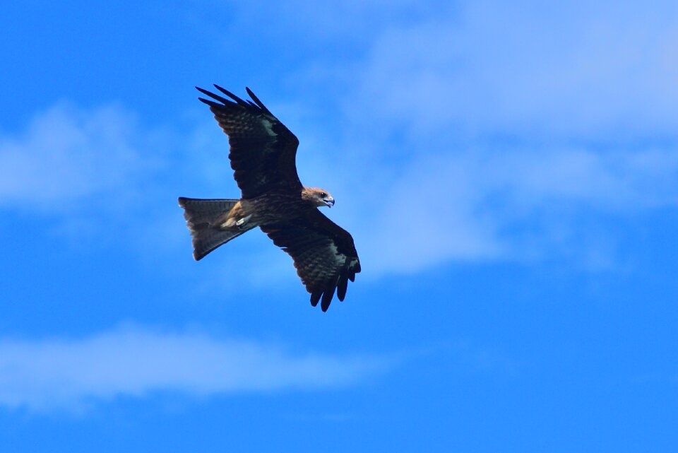 Sky nature wildlife photo