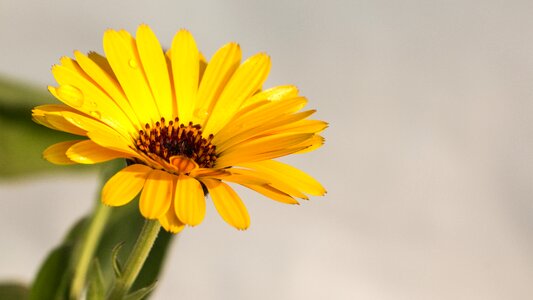Calendula yellow flower flower photo