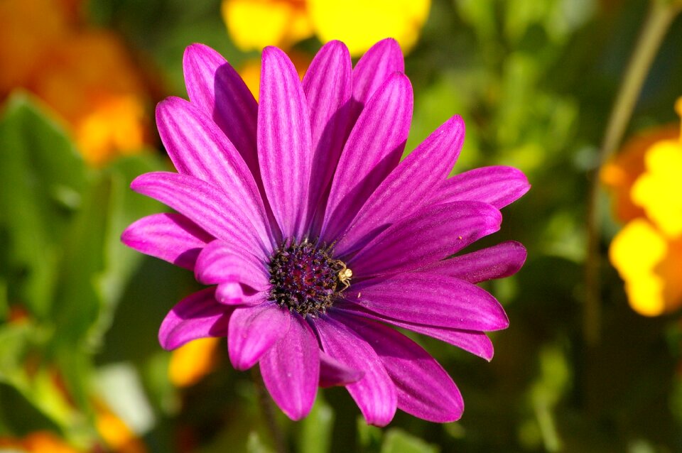 Flower garden nature environment