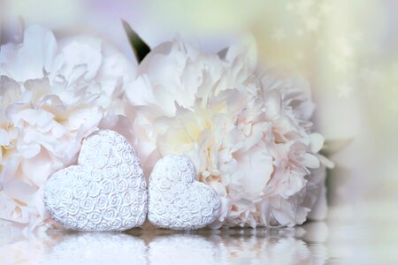 Plant love pair
