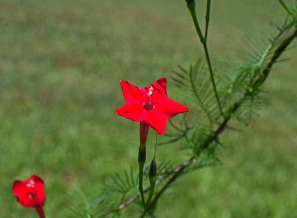 Blossom bloom plant
