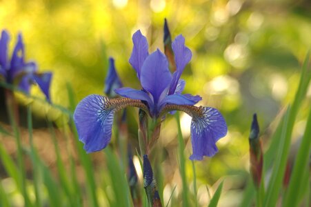 Iris siberian at the court of
