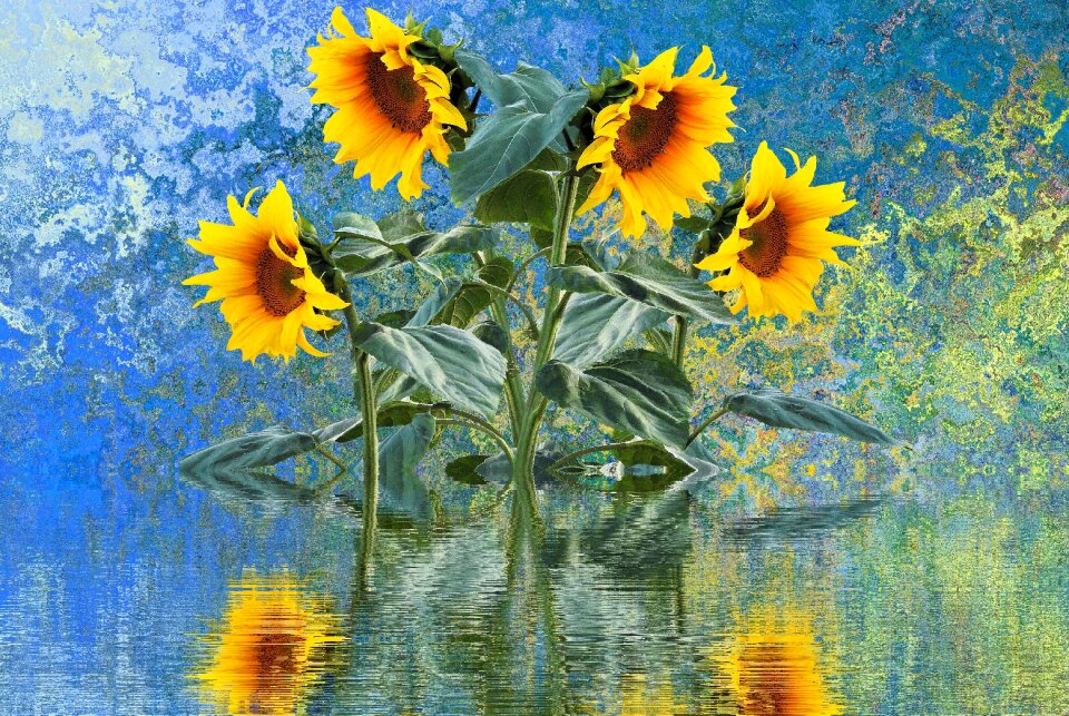 Plant sunflower bud sunflower field