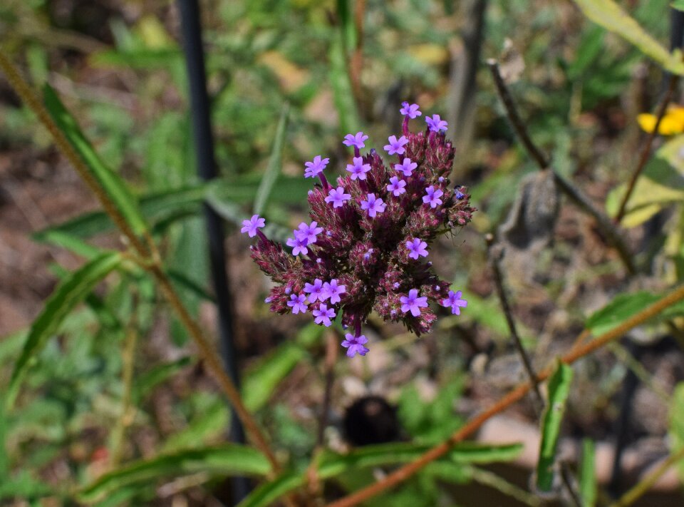 Blossom bloom plant