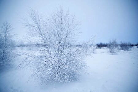 Branch snow winter photo
