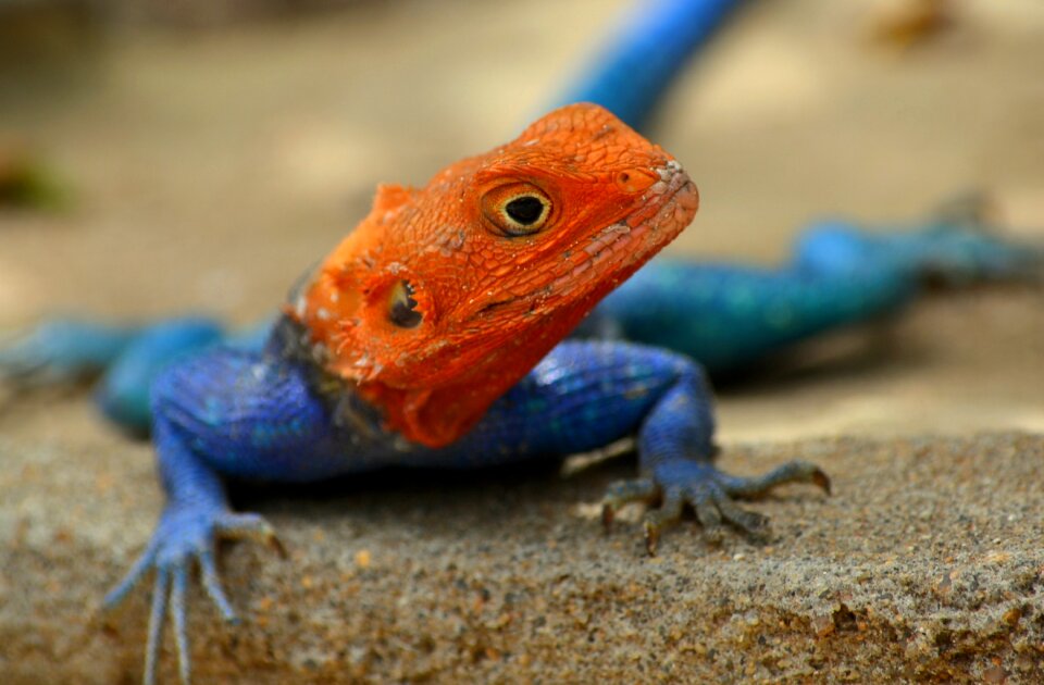 The lizard africa blue