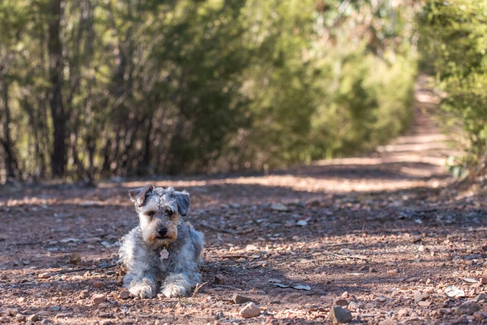 Mixed breed scruffy cute