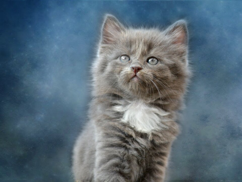 Animal fluffy portrait