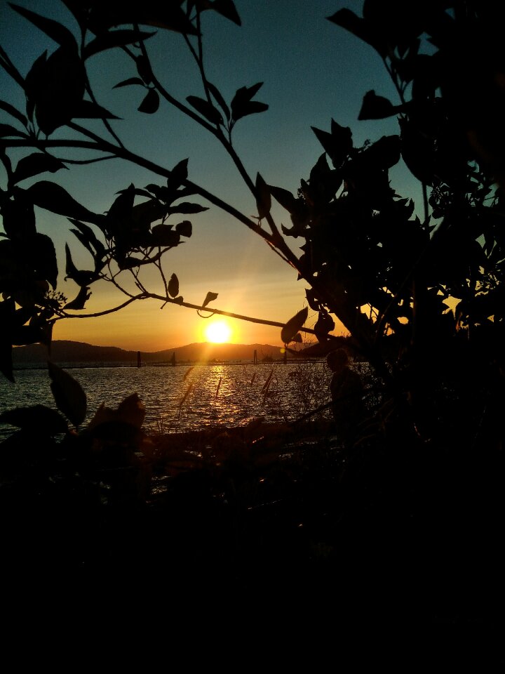 Bush black sunset black lake