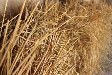 Crop gold grass