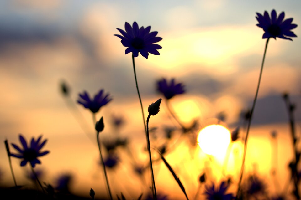 Sunset in the evening nature